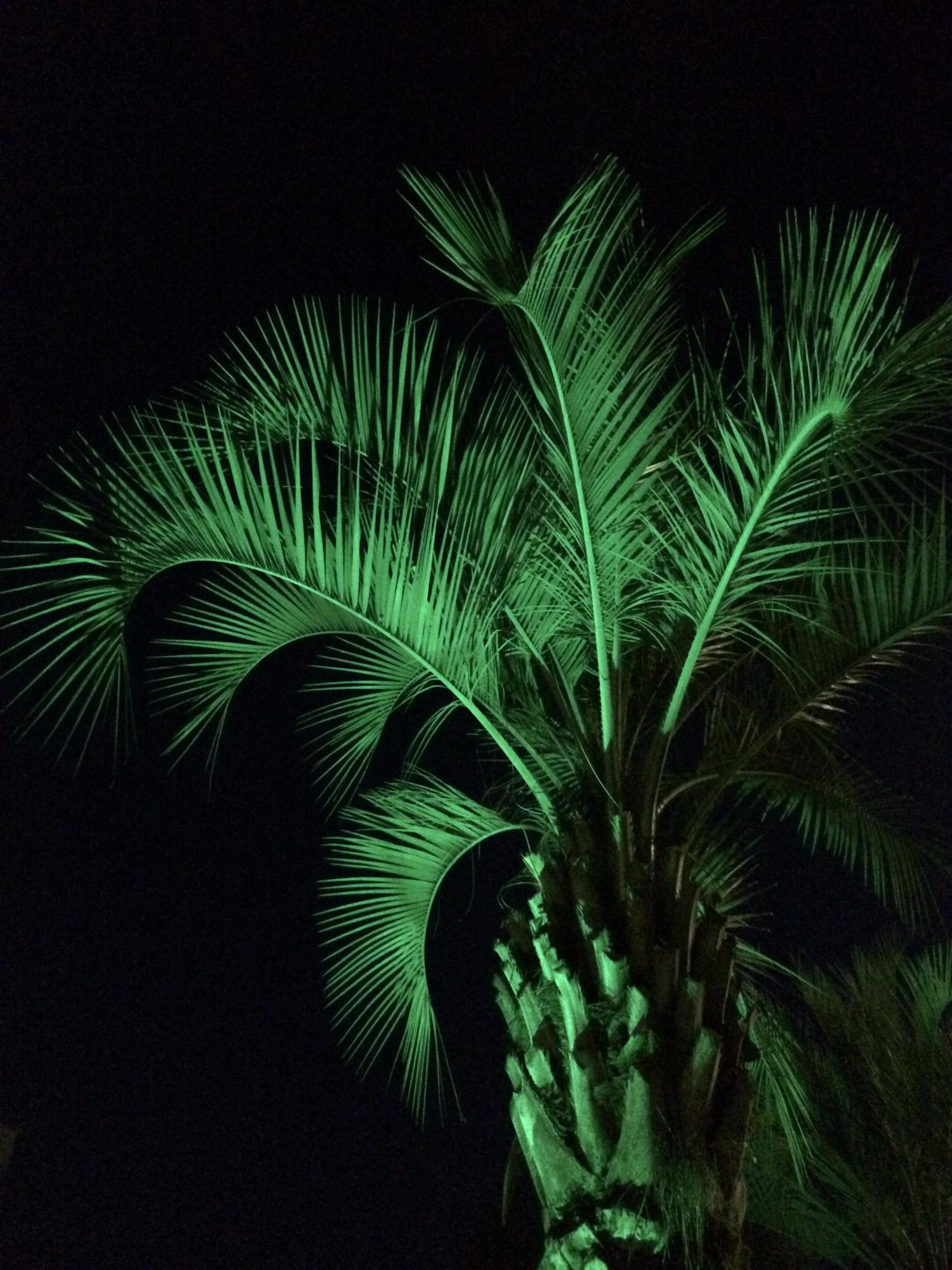 Пальма в ночи 