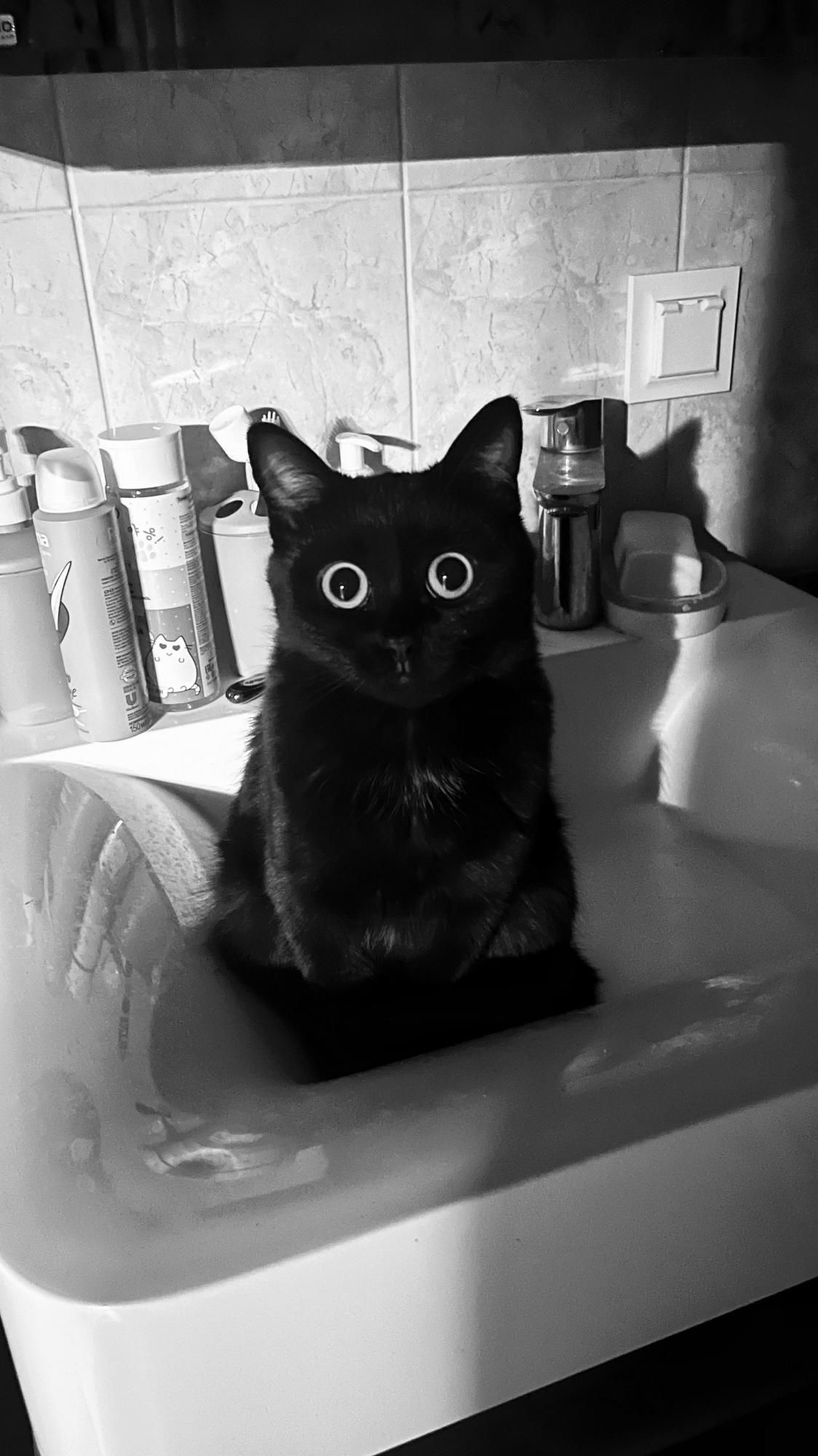 Кошка Тима Бёртона