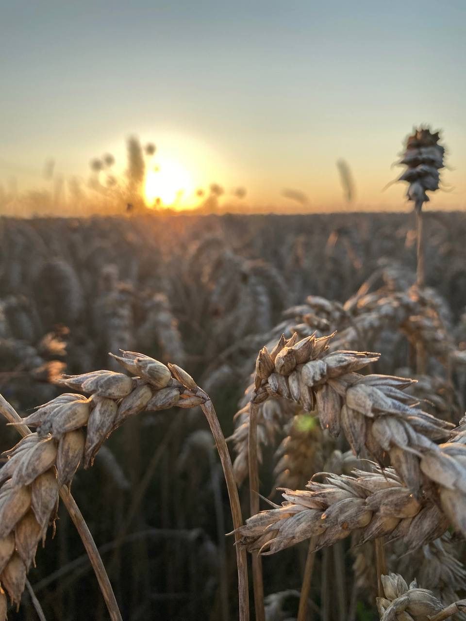 Родной край