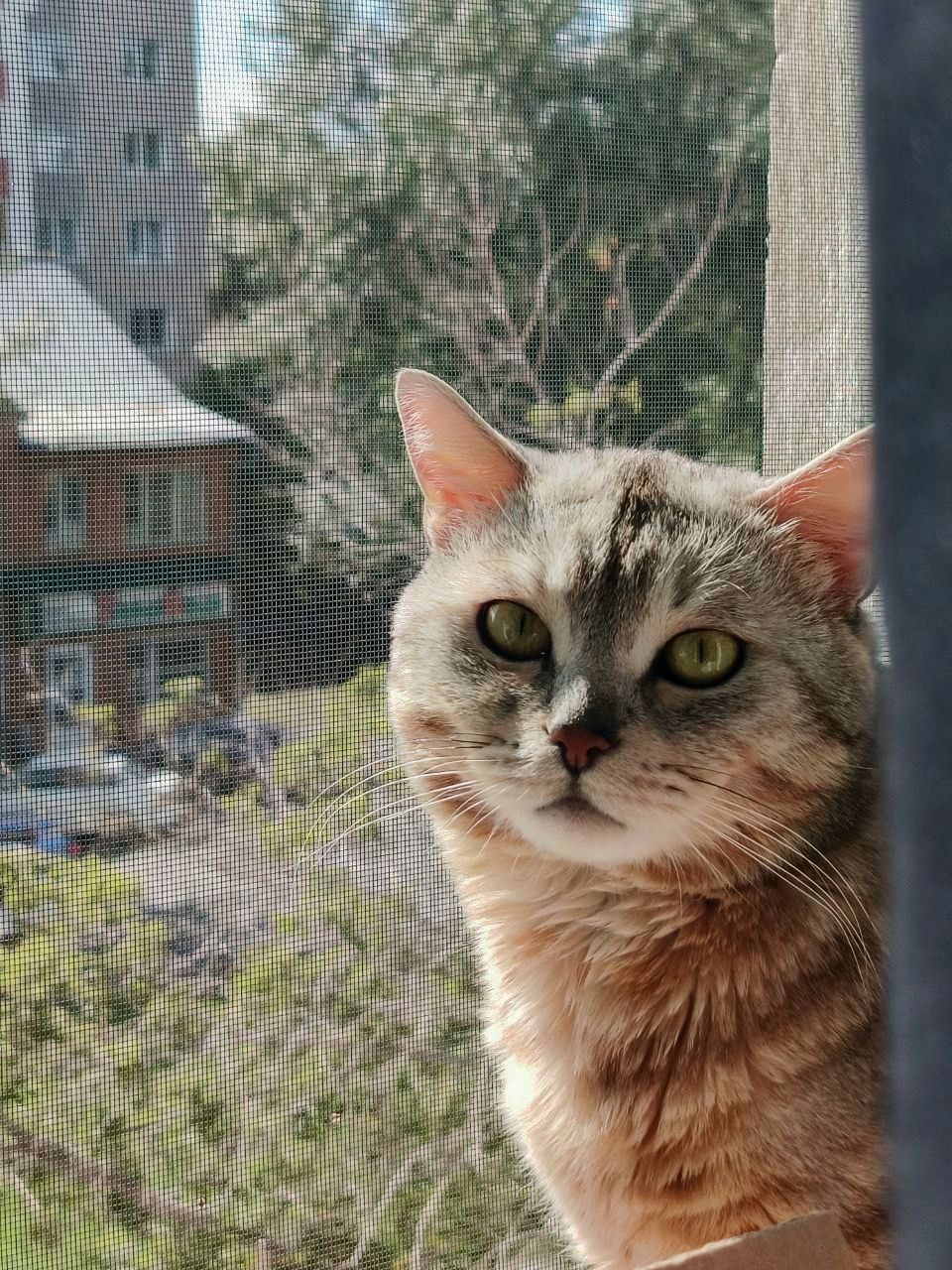 Кот, но не в сапогах