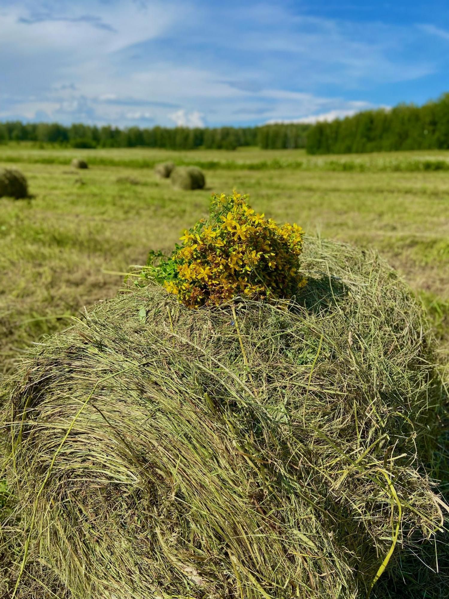 Ценители деревенской жизни.