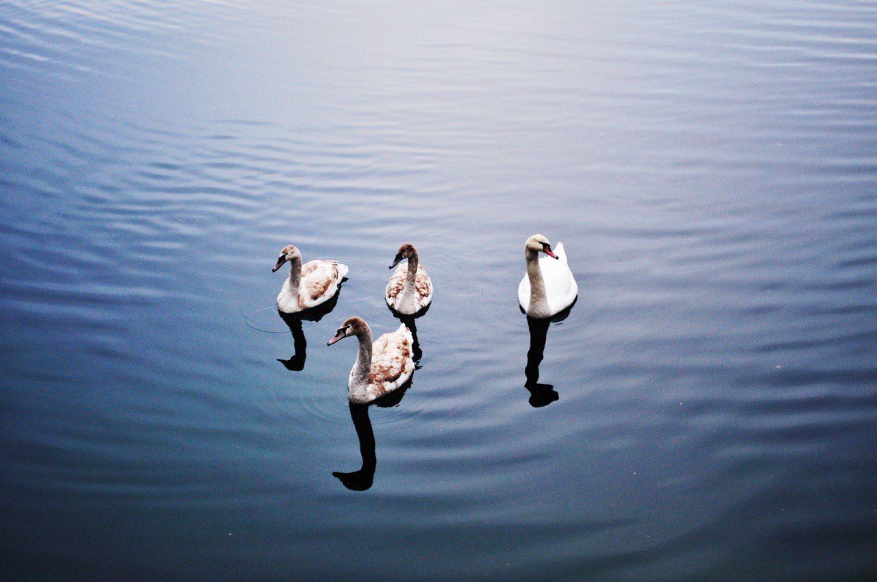 Лебеди на голубом озере
