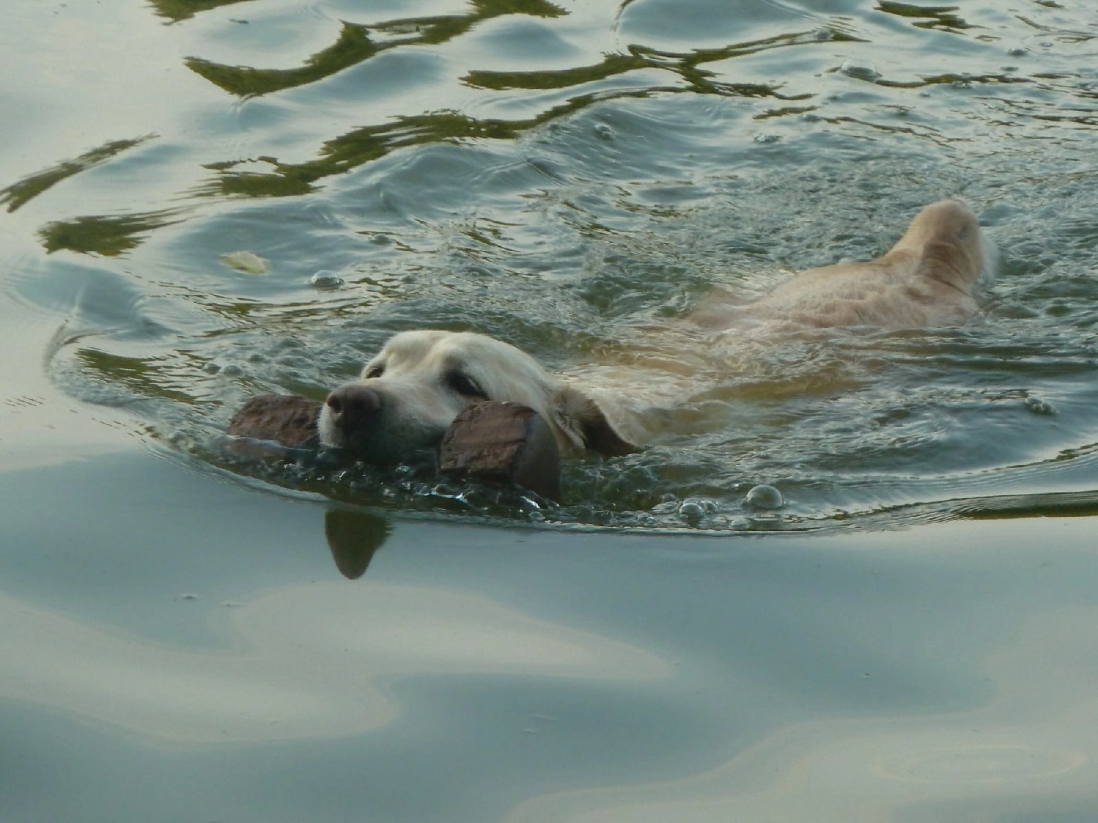 Собака-пловец
