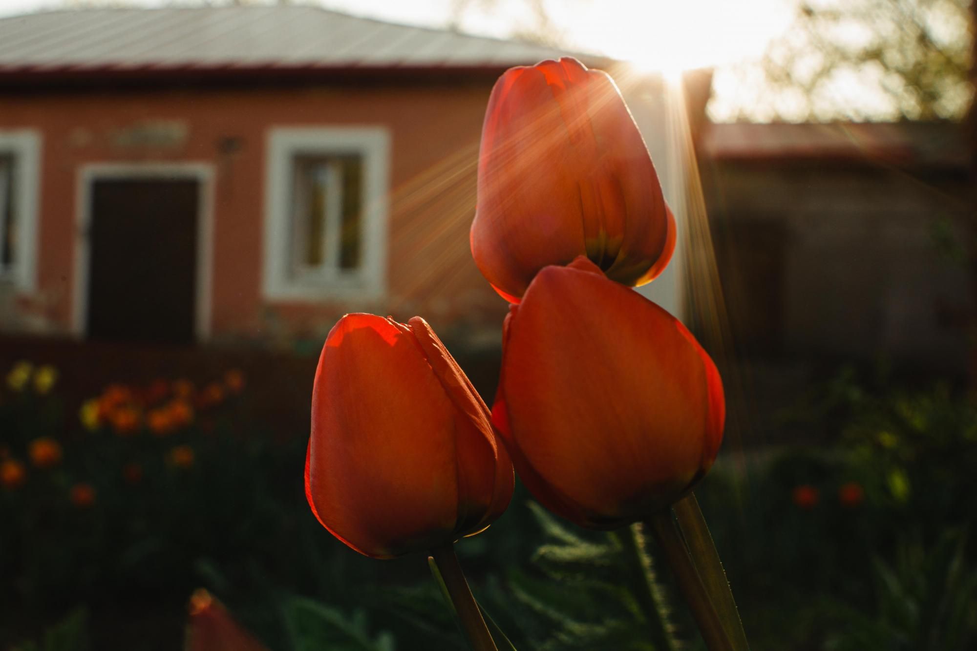 солнечное лето 