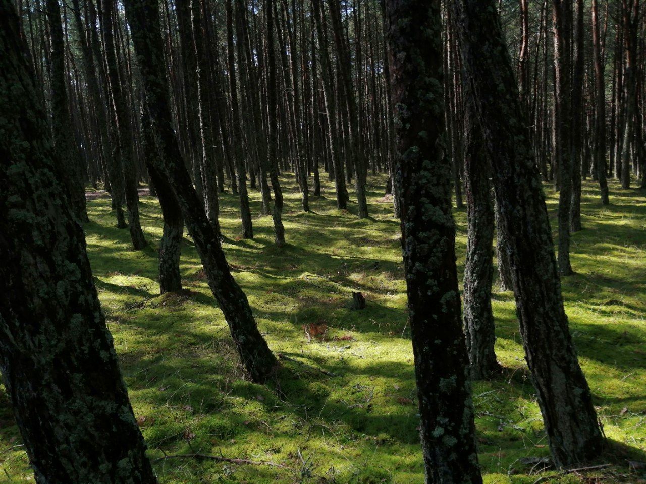 Танцующий лес (Калининградская область)