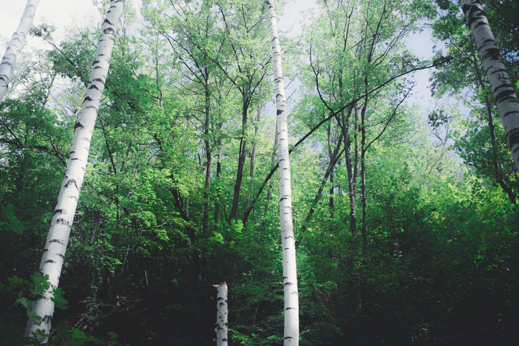 Смешанный  лес