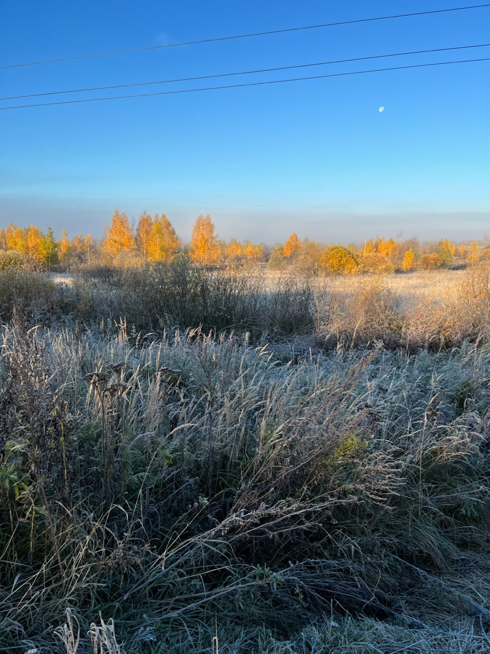 Осенние заморозки 