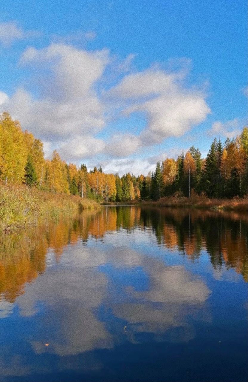 Может знает лес красоту небес..