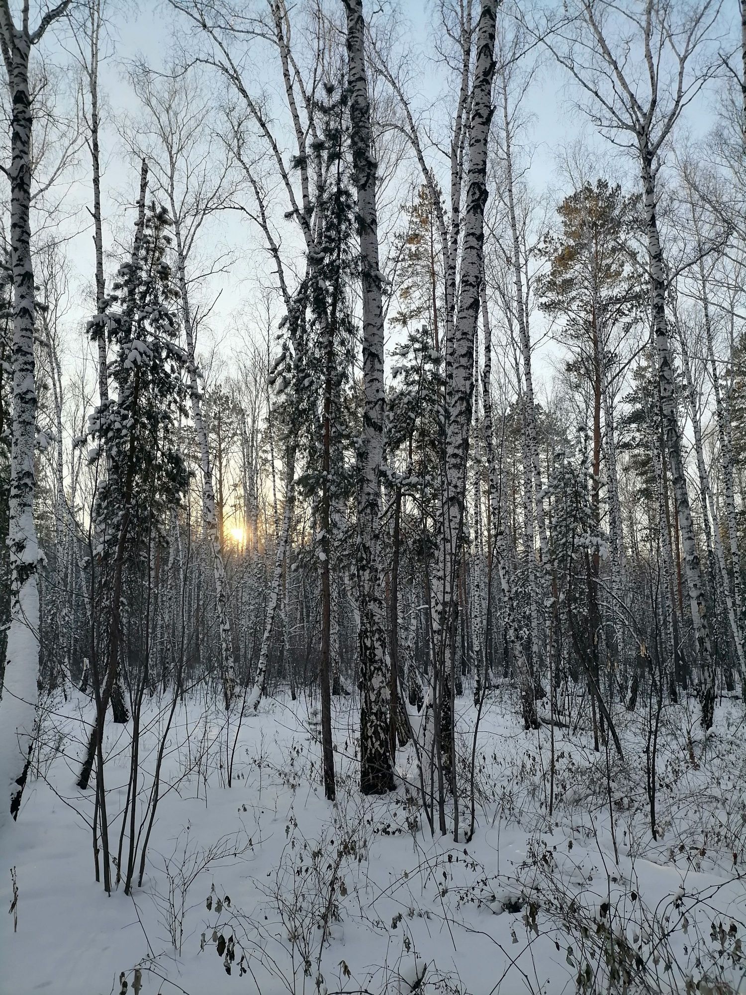 Лес в зимний день