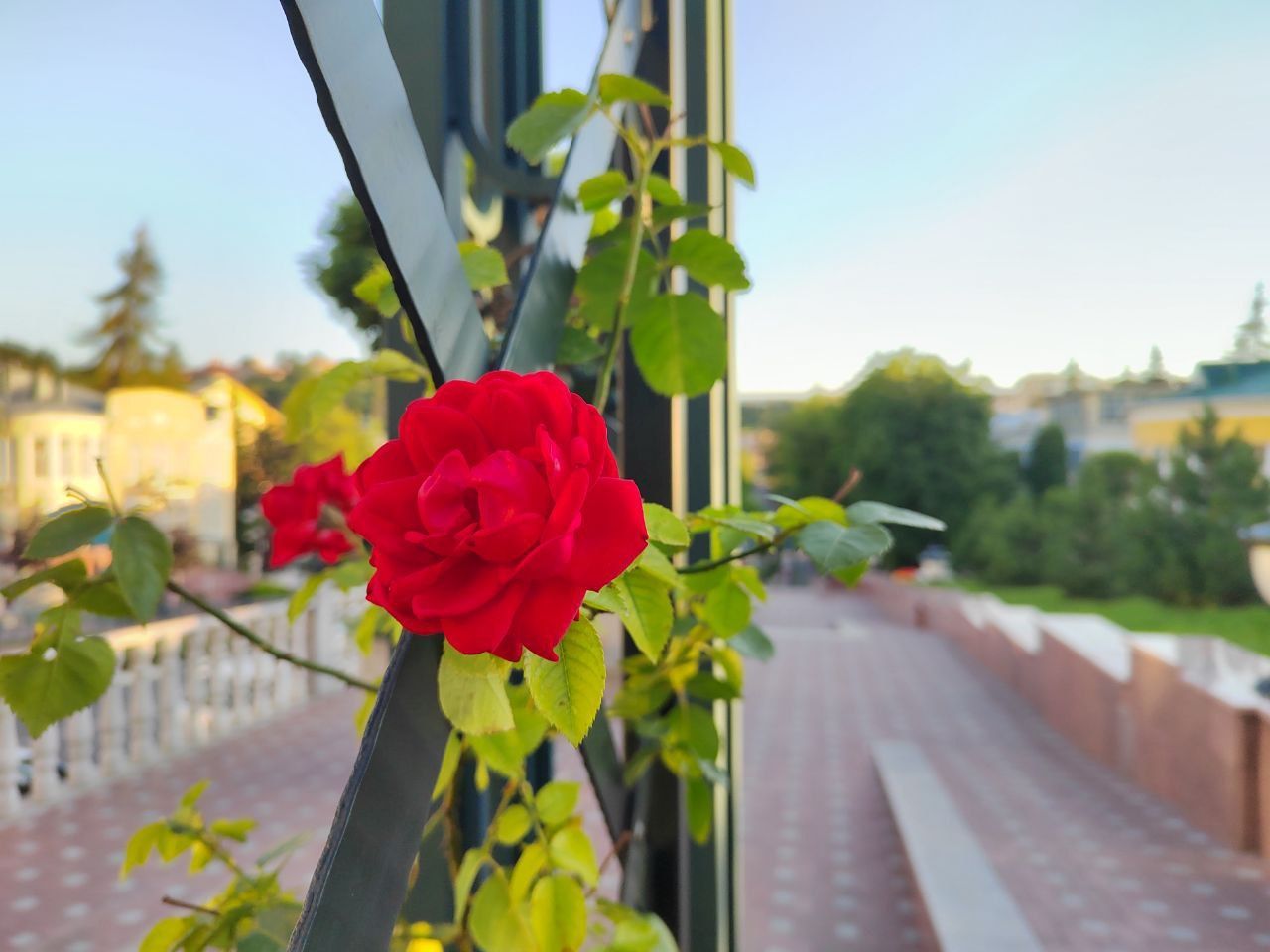 Роза 