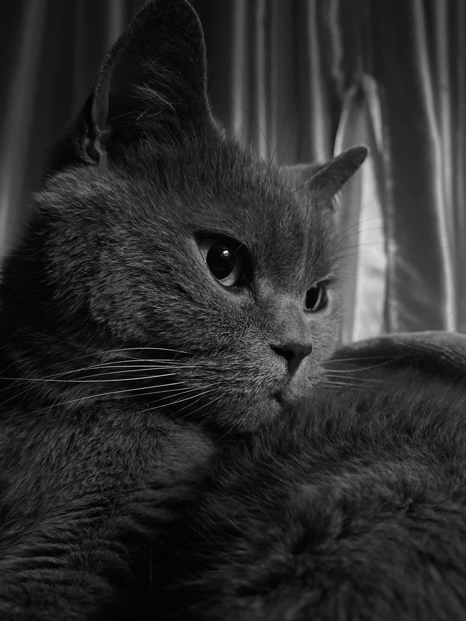 Кот Валя