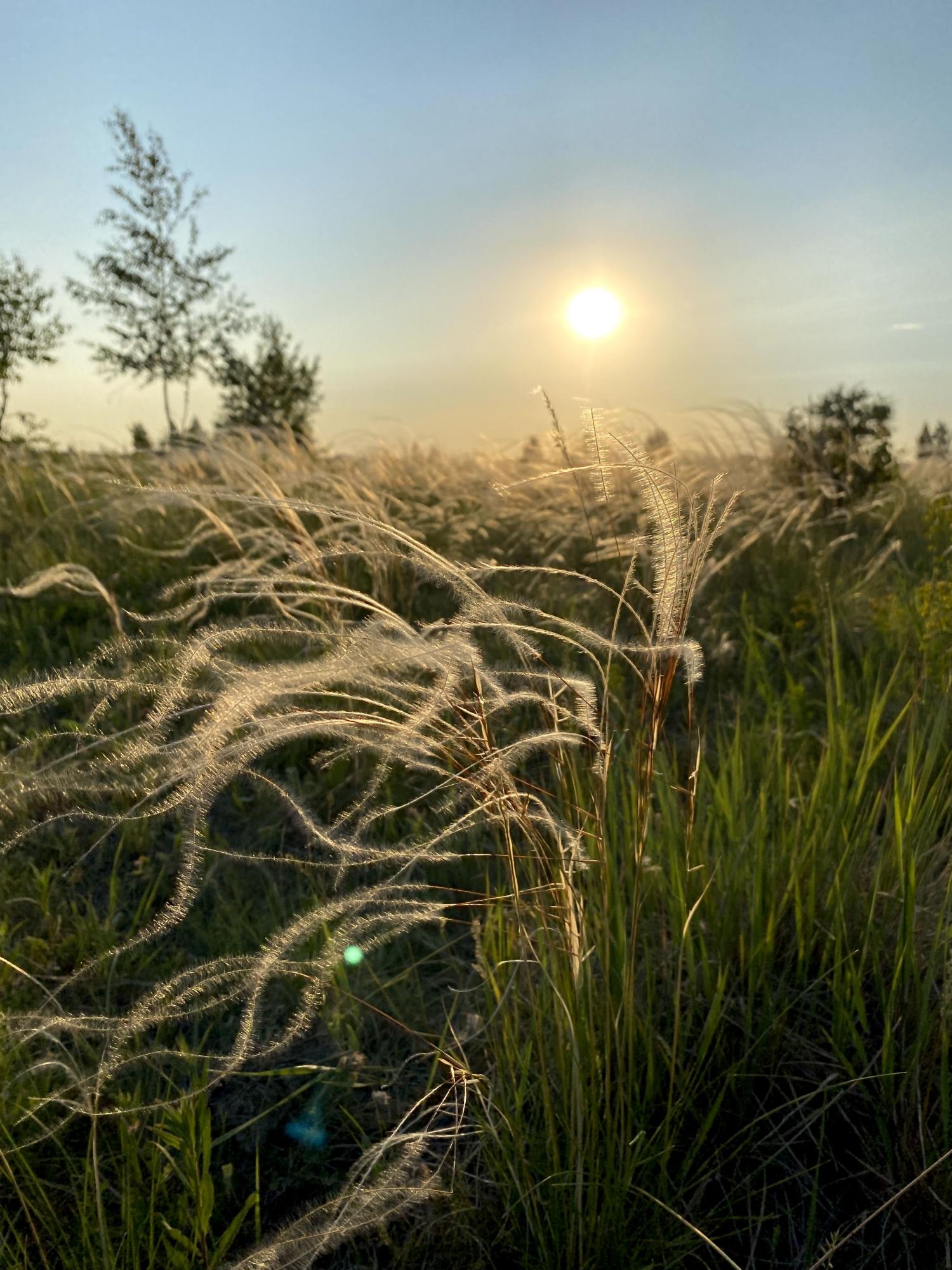 Ковыль