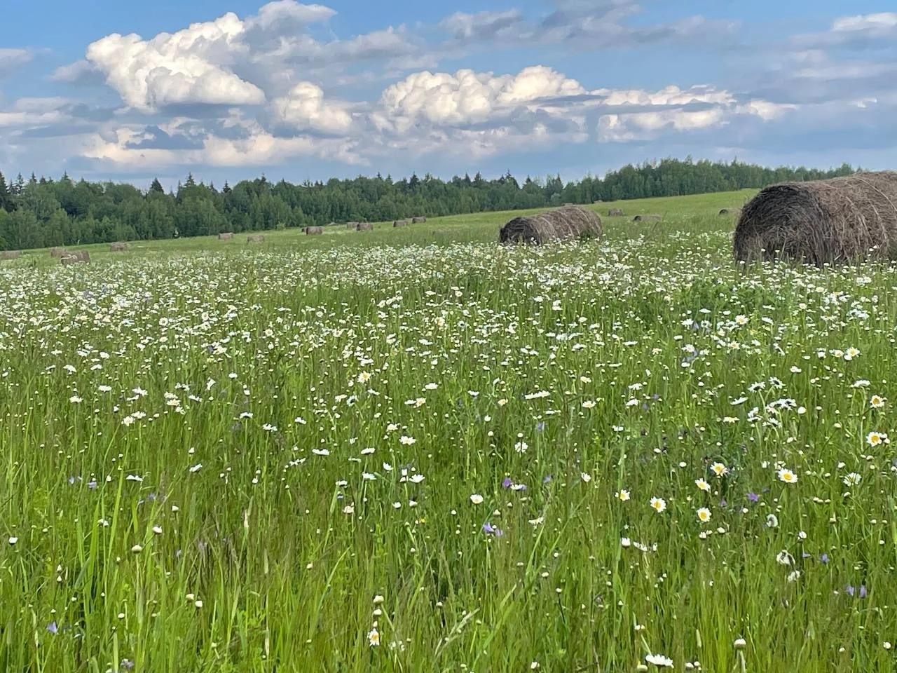 ромашковое поле