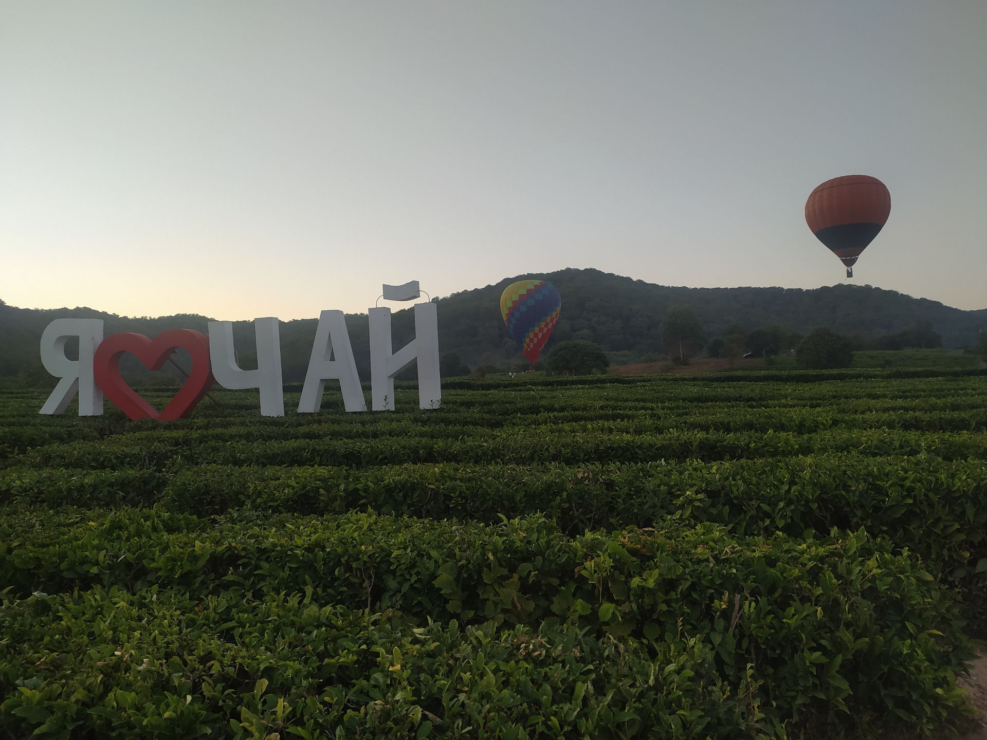 Чайная плантация