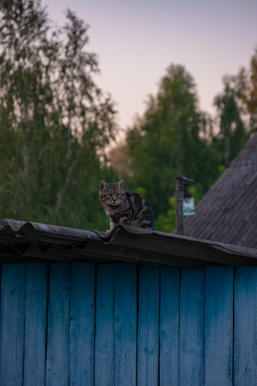 Деревенский котик