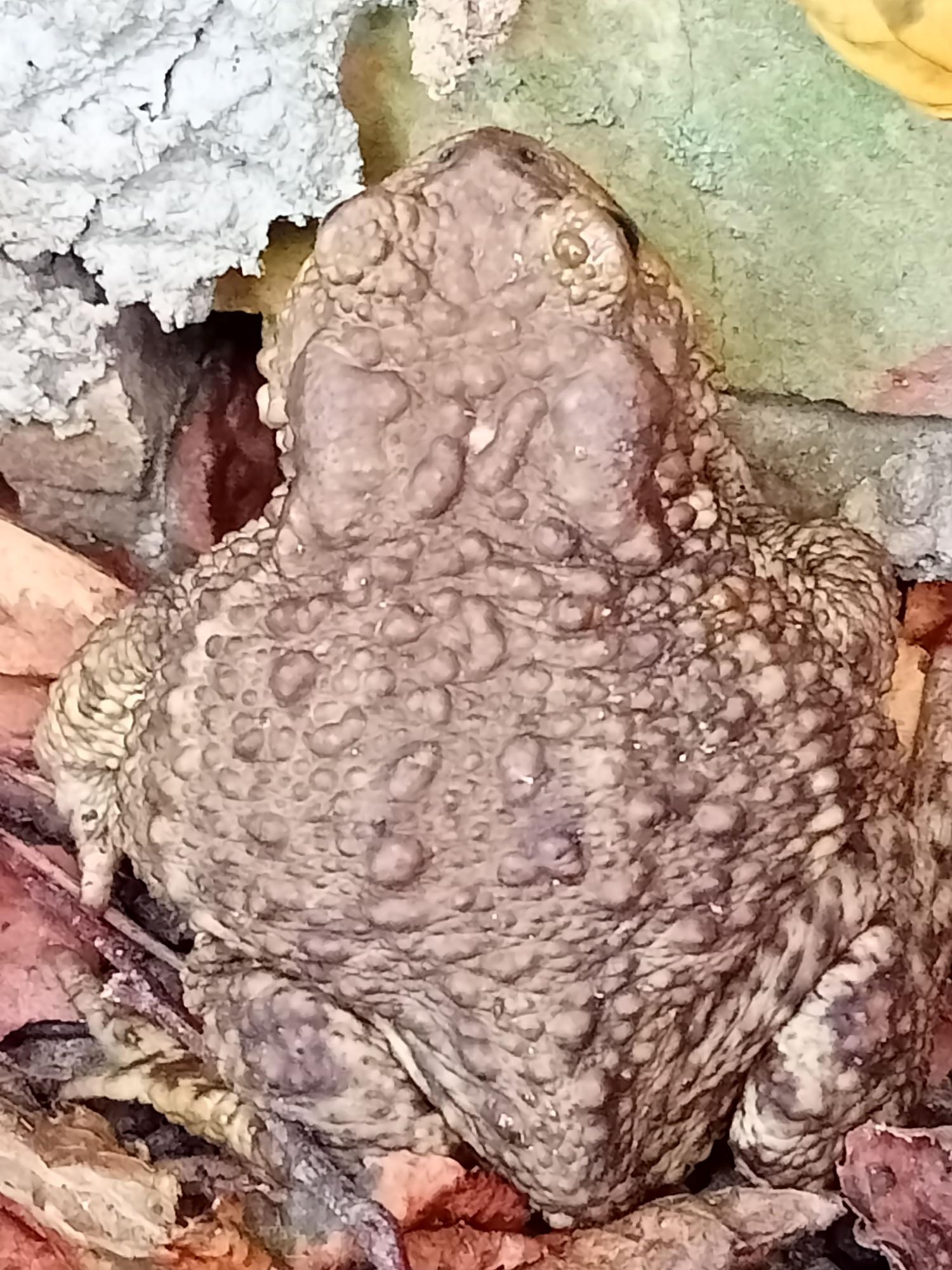 Я камешек