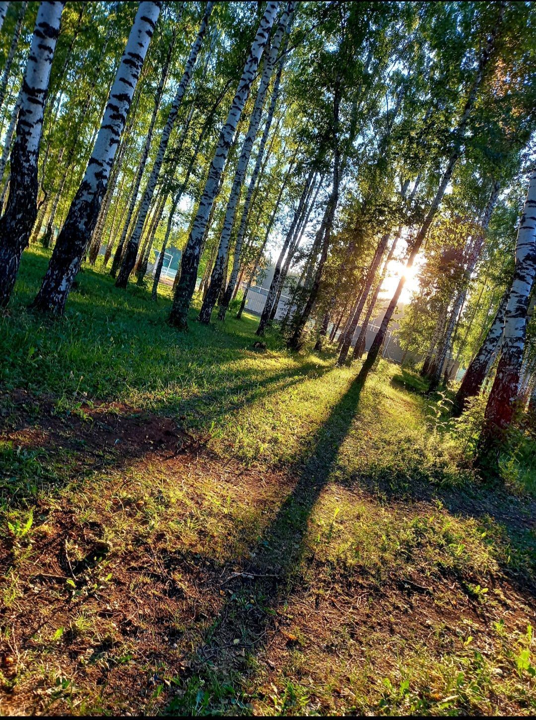 Берёзки 