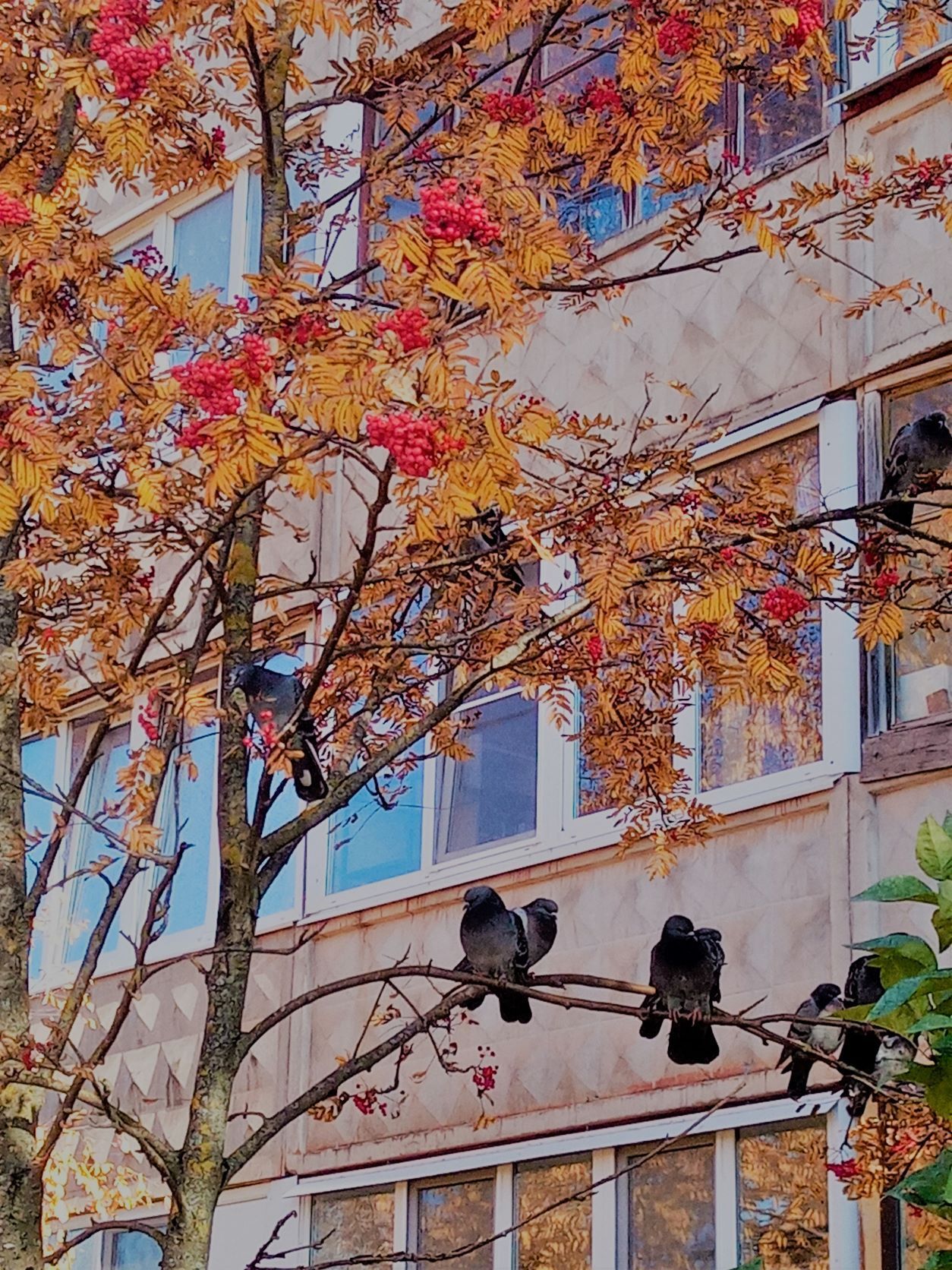 Ах, государыня-рябина с кокеткой-веткой под окном, дроздам и птицам красногрудым, туда летящим, где жильё...