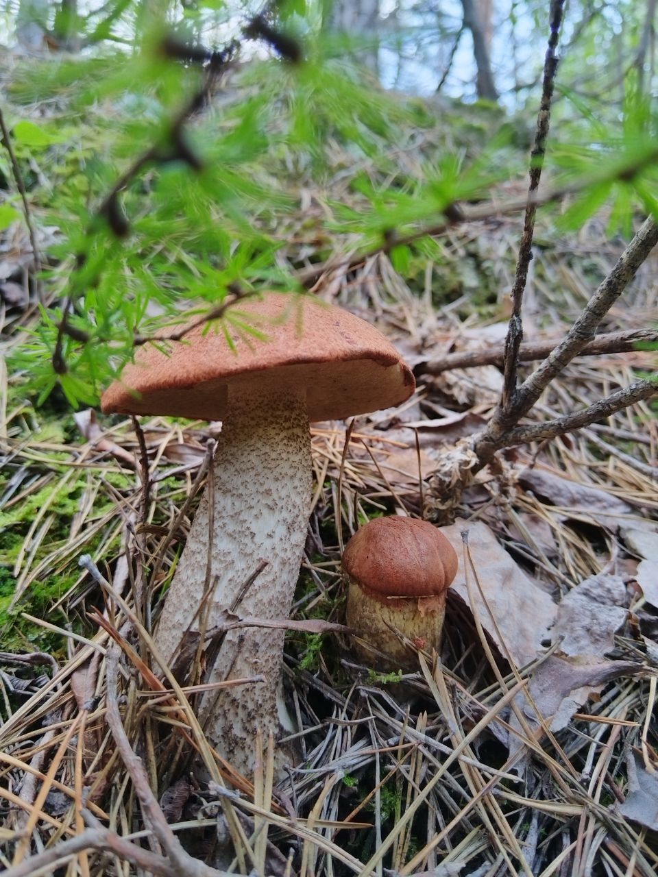 В лес за грибами.