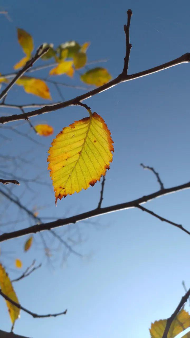 Осень золотая