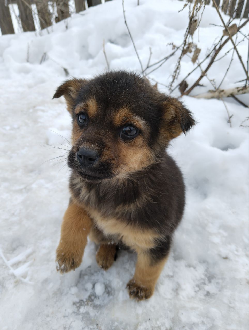 Комочек счастья