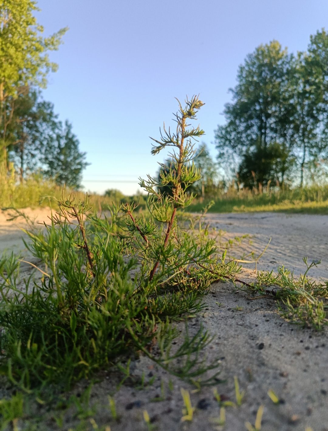 Трава