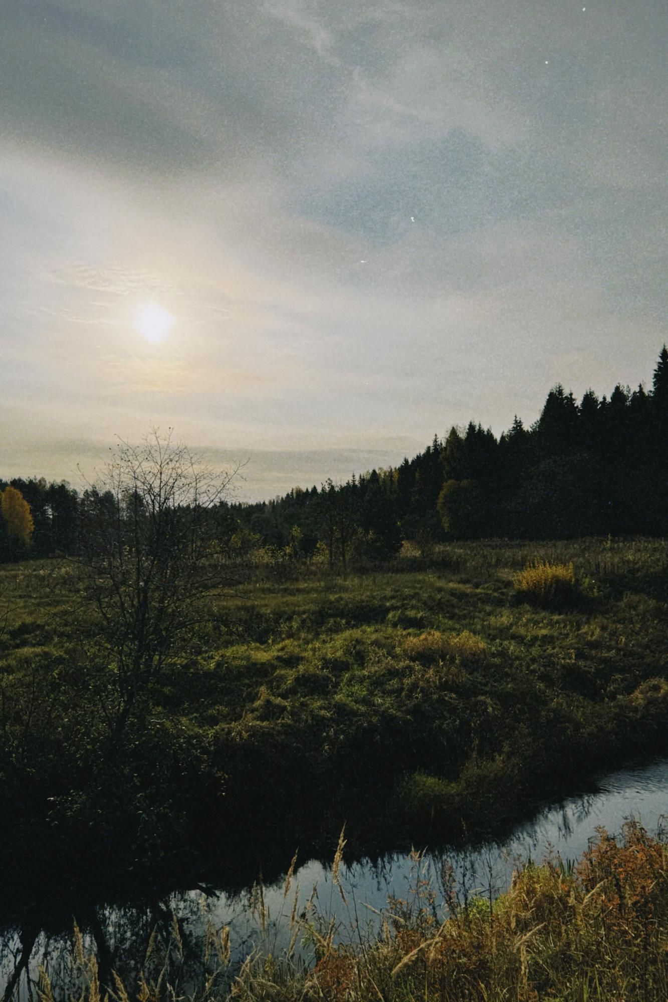 Мелодия осеннего леса