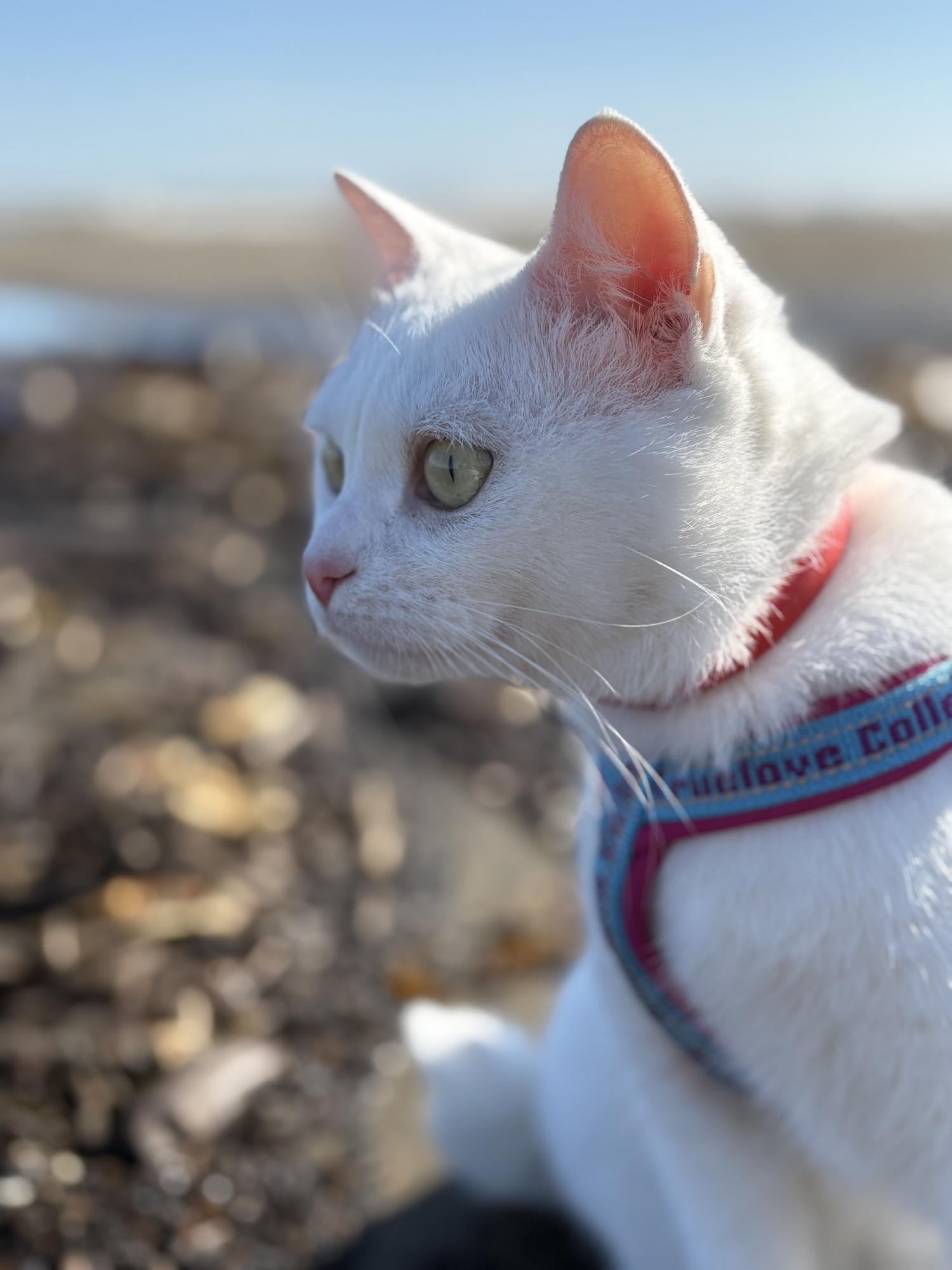 Кошки тоже любят море 