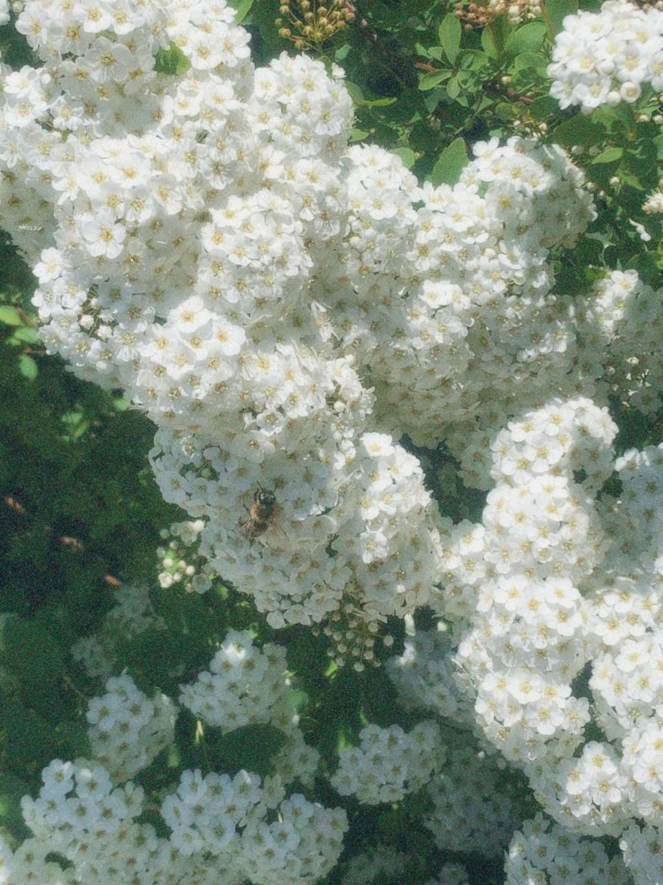 весна