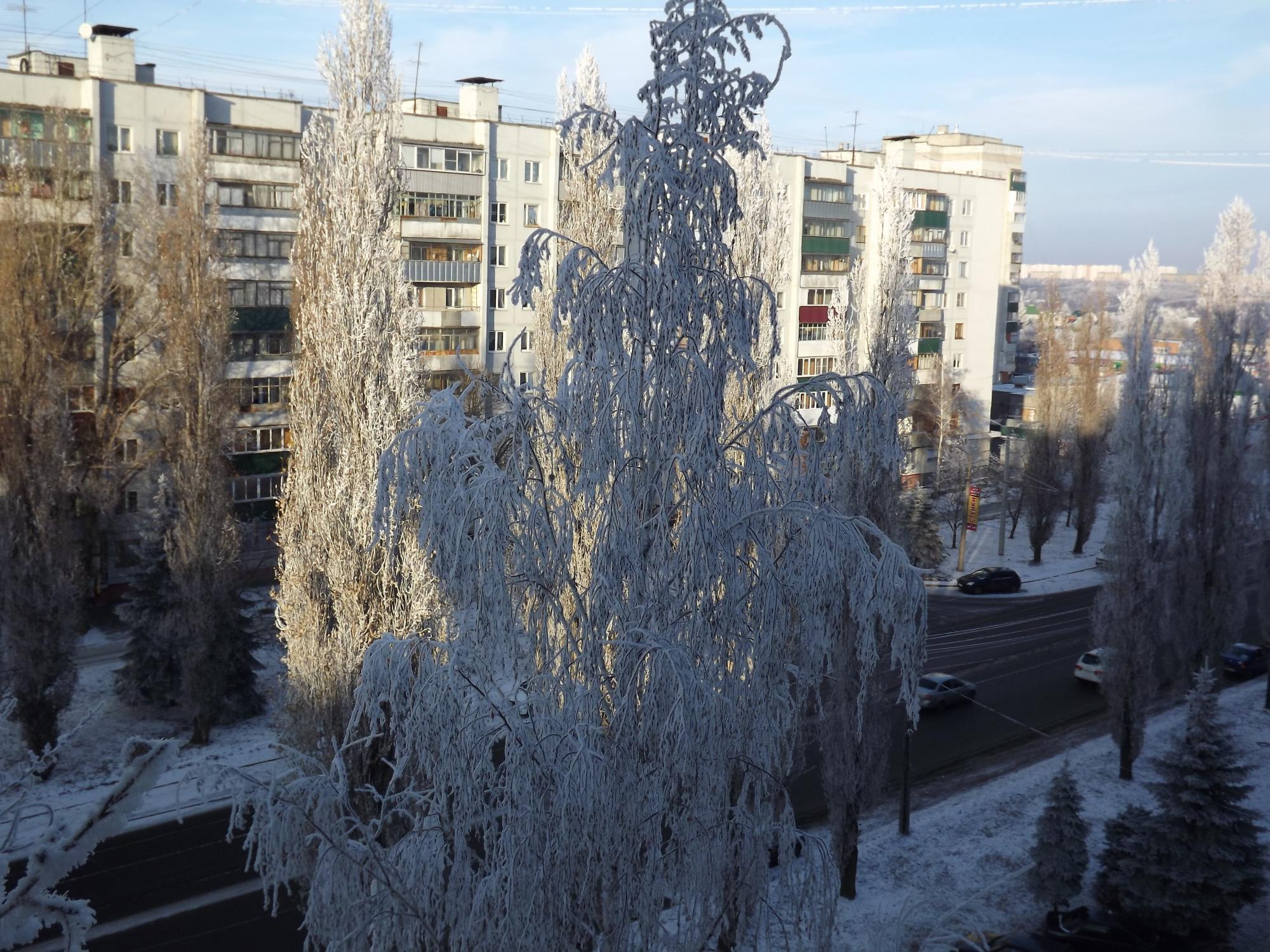 Береза на улице моей