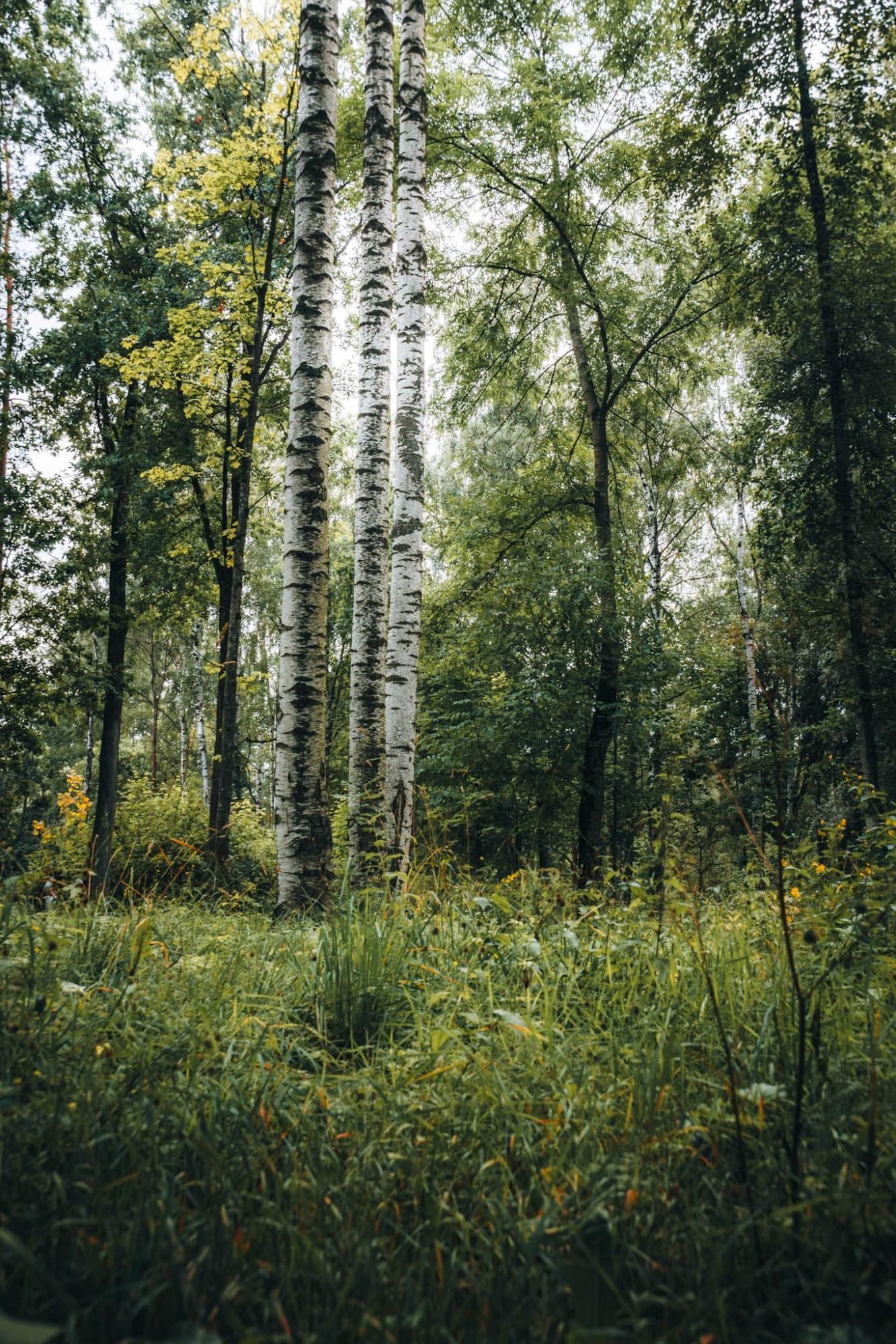 Русский лес