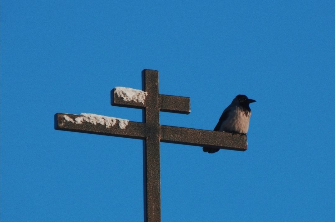 Ворона на кресте деревенской церкви