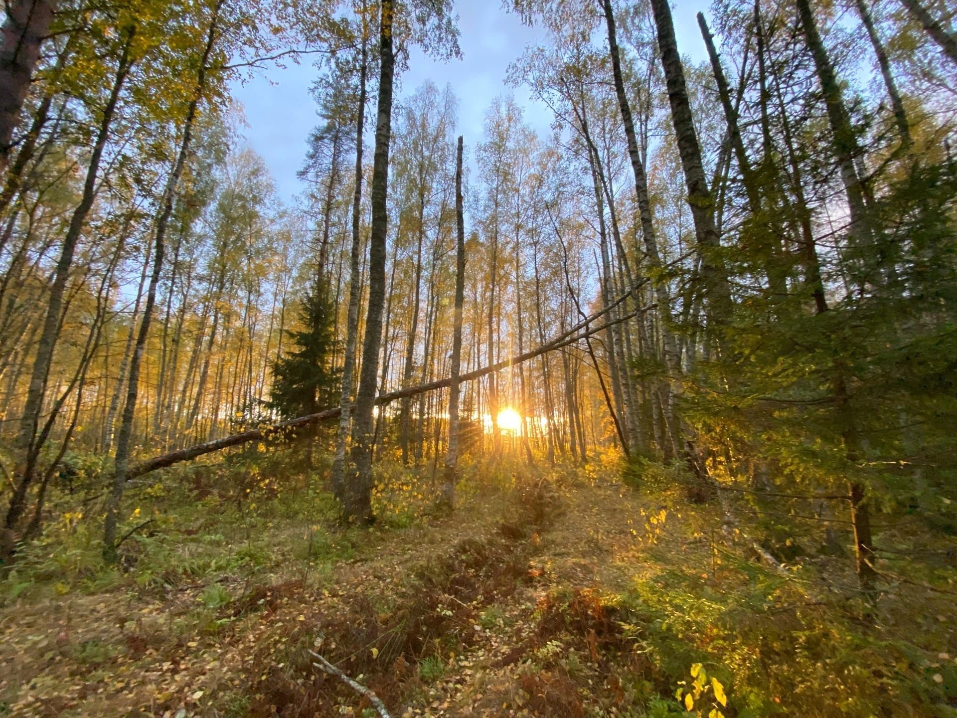 закат в лесу