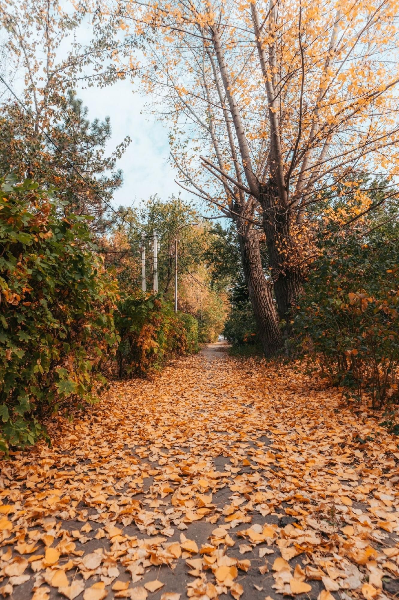 Осень в парке