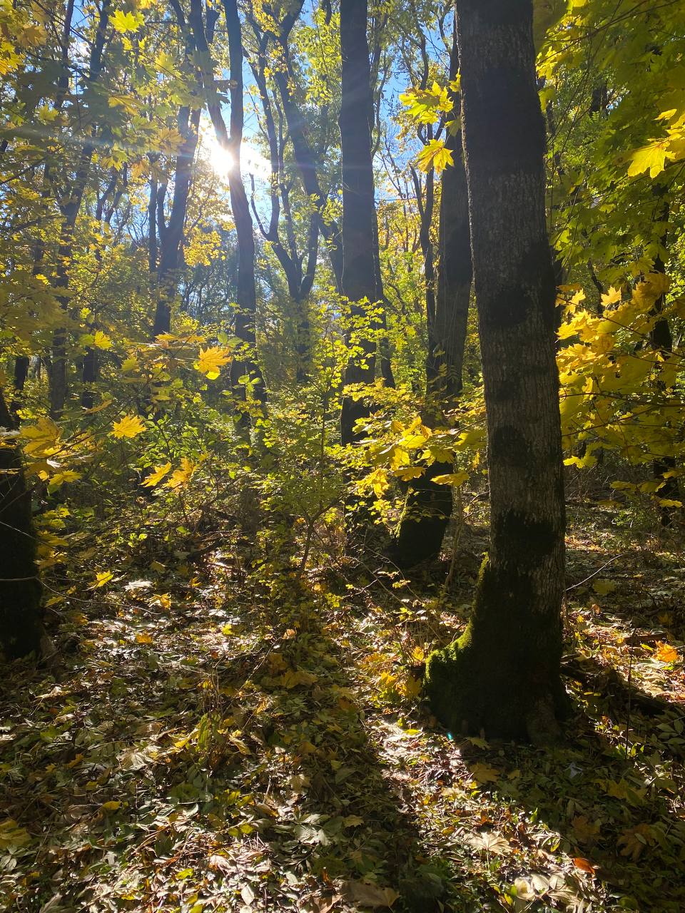 Лес в пламени осени