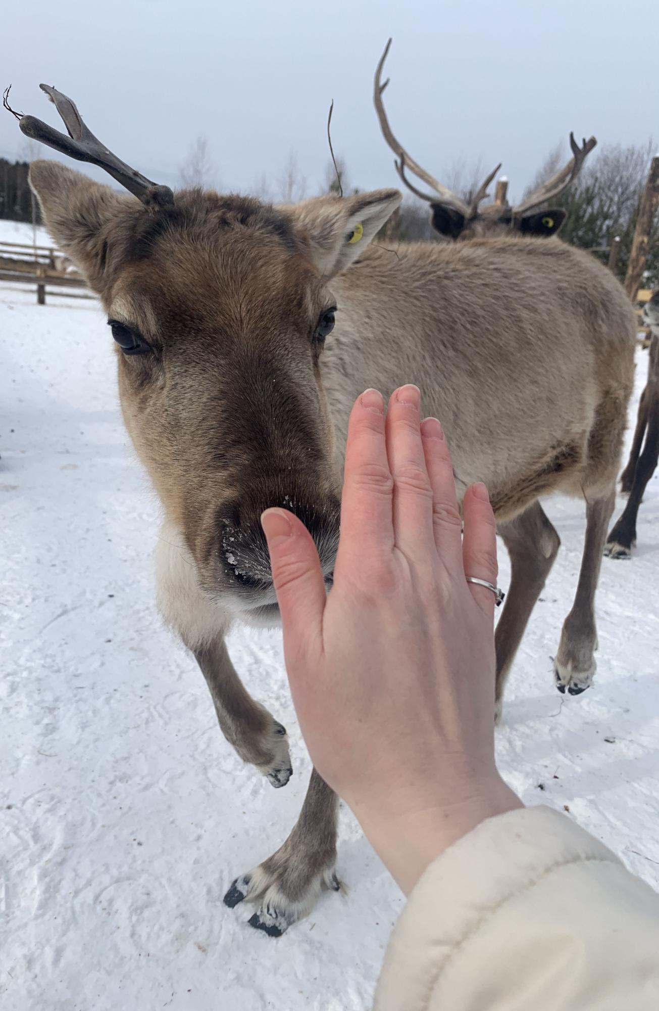 Северные олени 