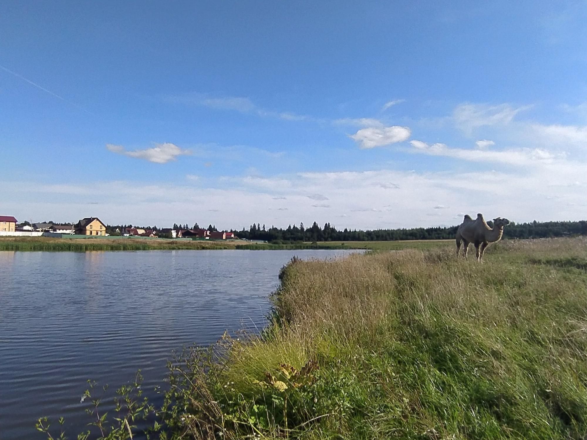 Верблюд в деревне