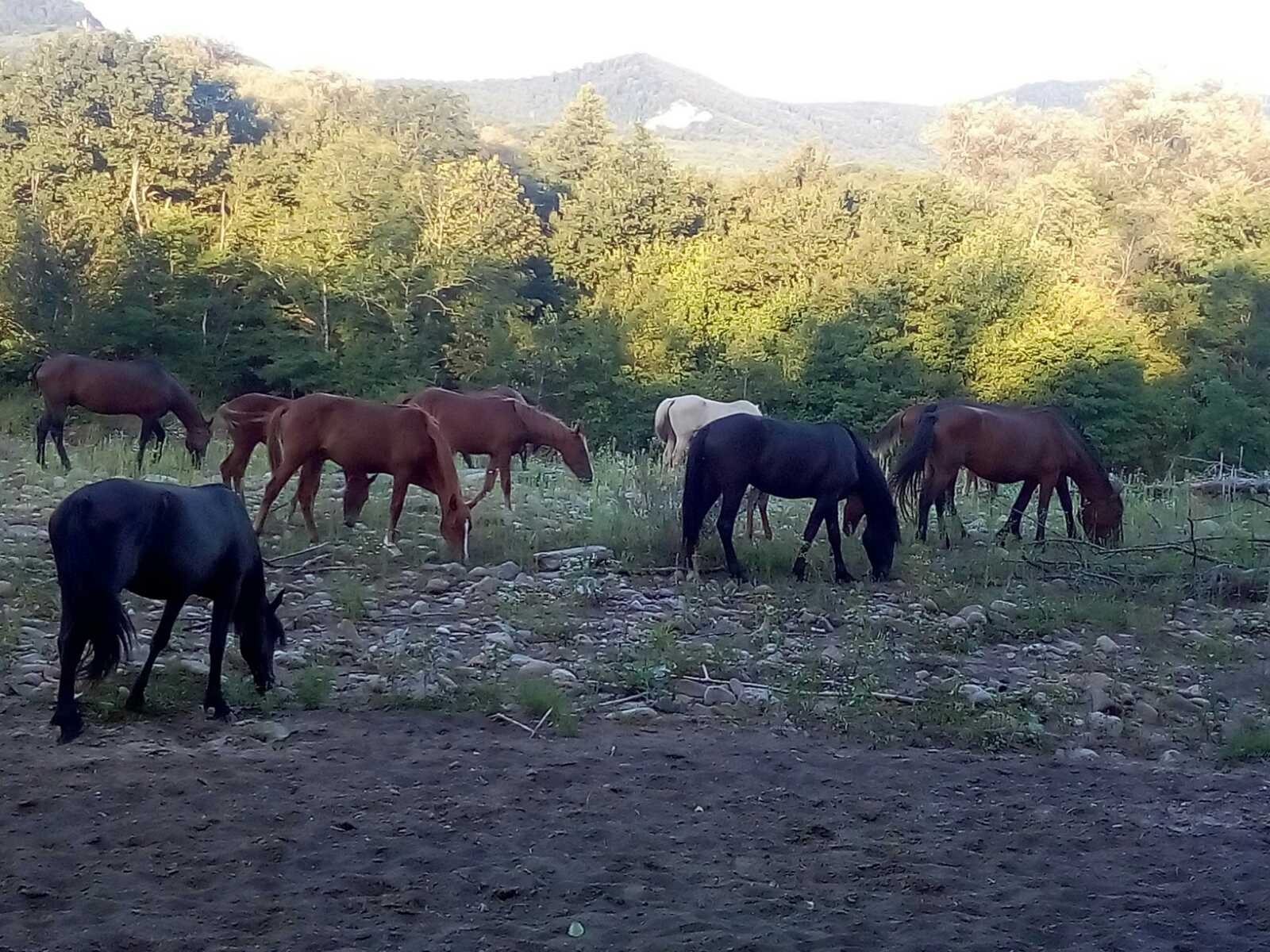 Кавказские кони