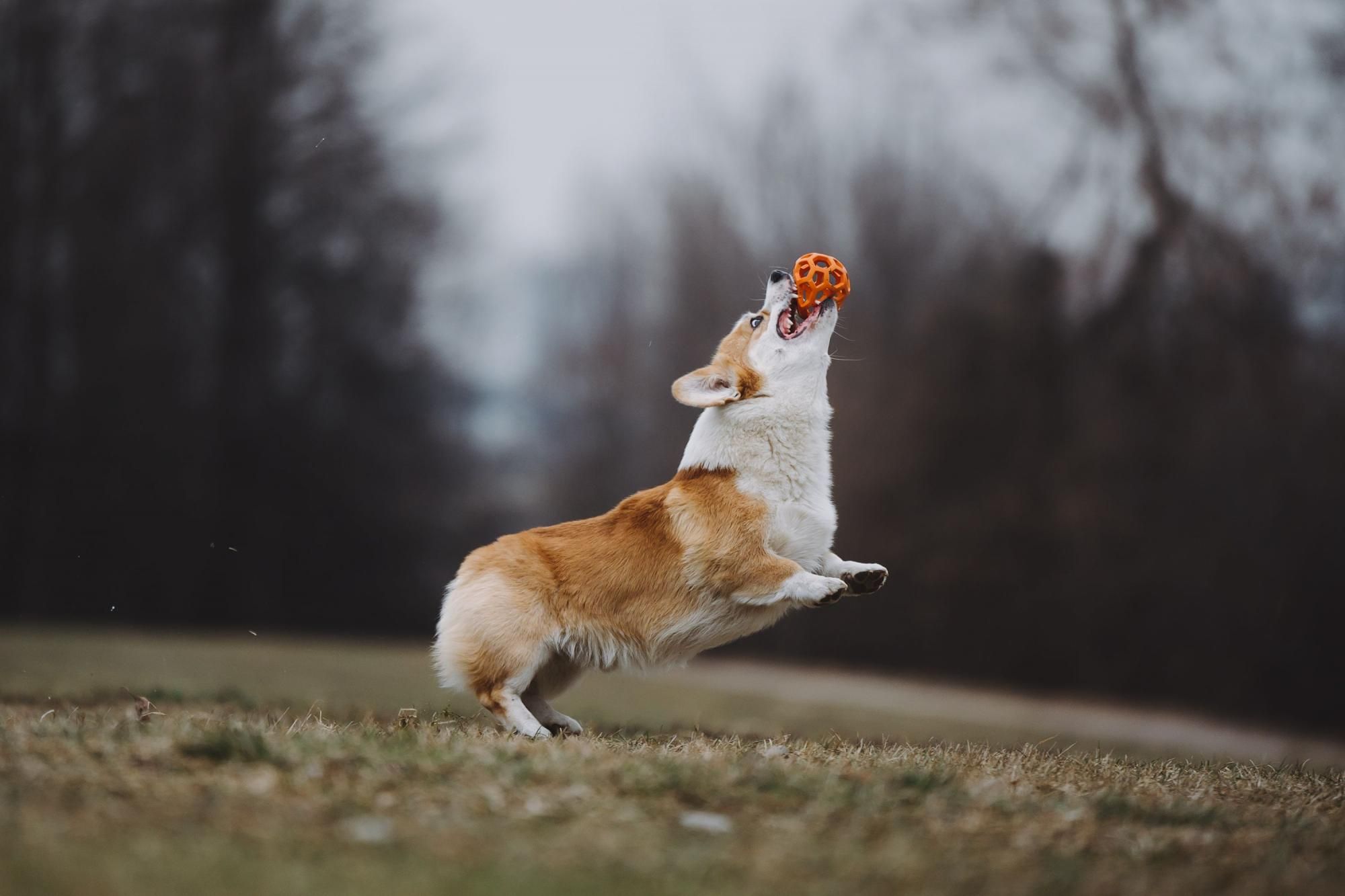 корги ловит мяч