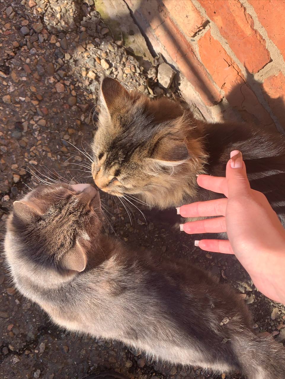 коти