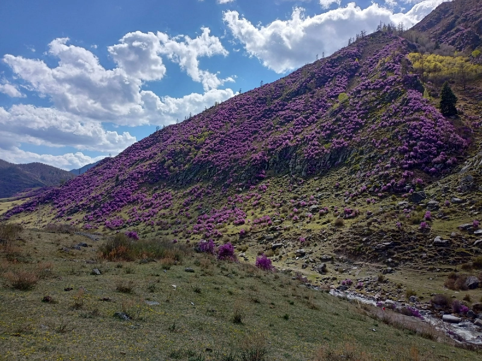 Краски жизни