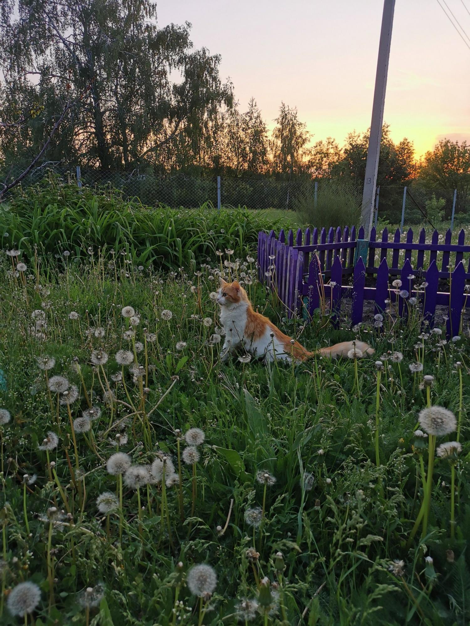 Кекс в окружении одуванчиков 