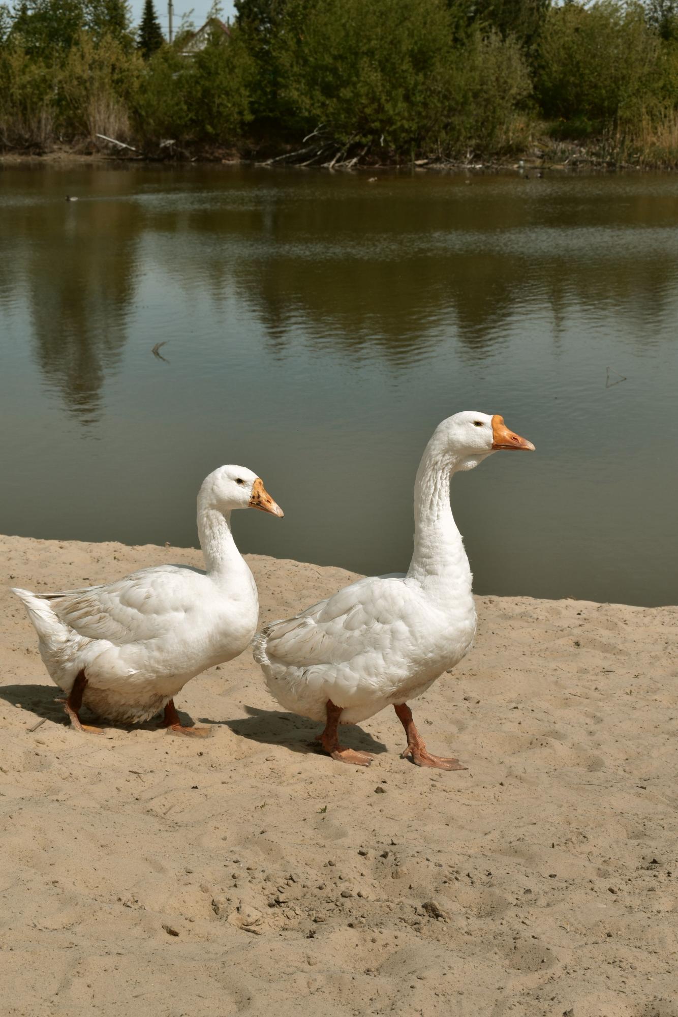 Пара у воды