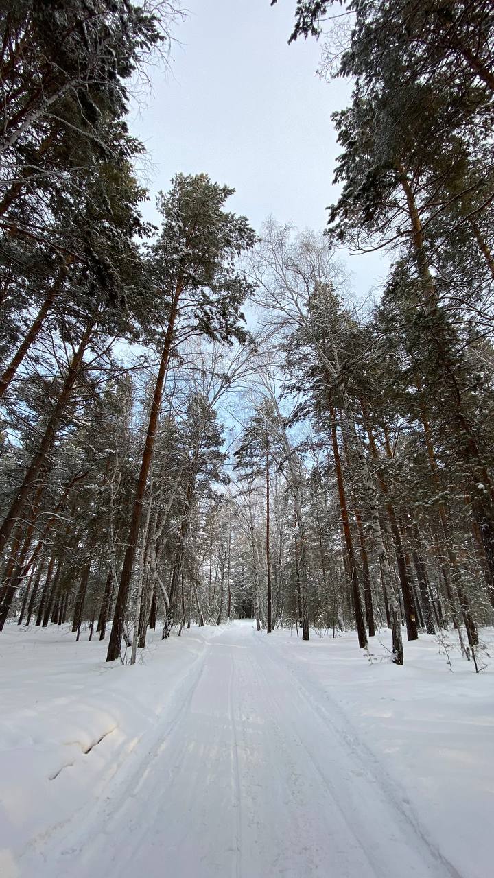 Сибирский лес.