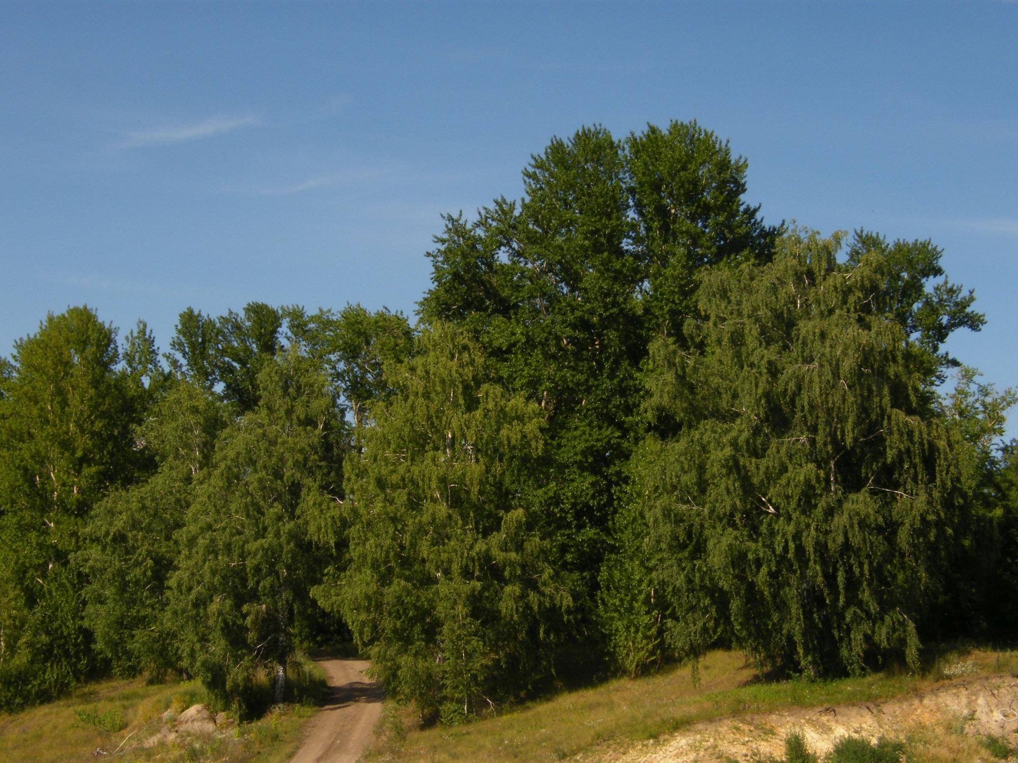 Роща 