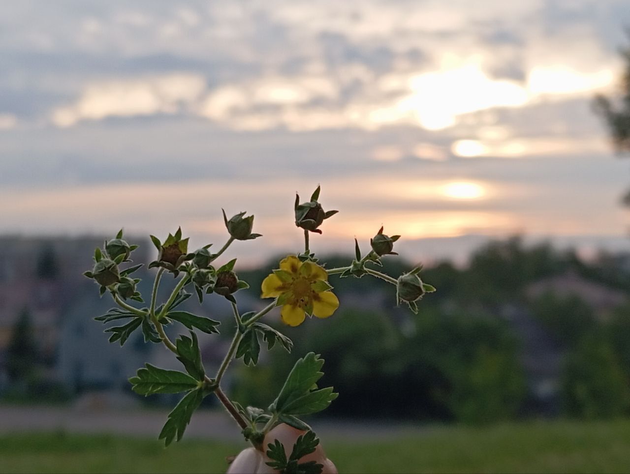 Родное
