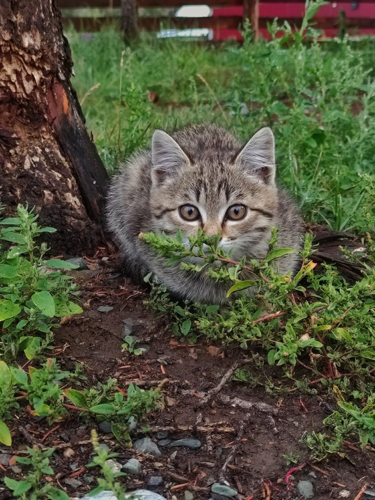 Деревенский котенок