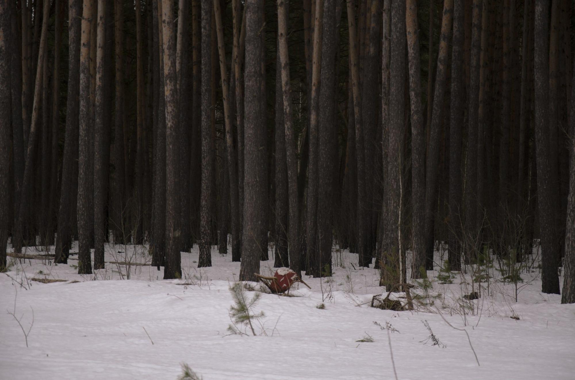 Зимний лес
