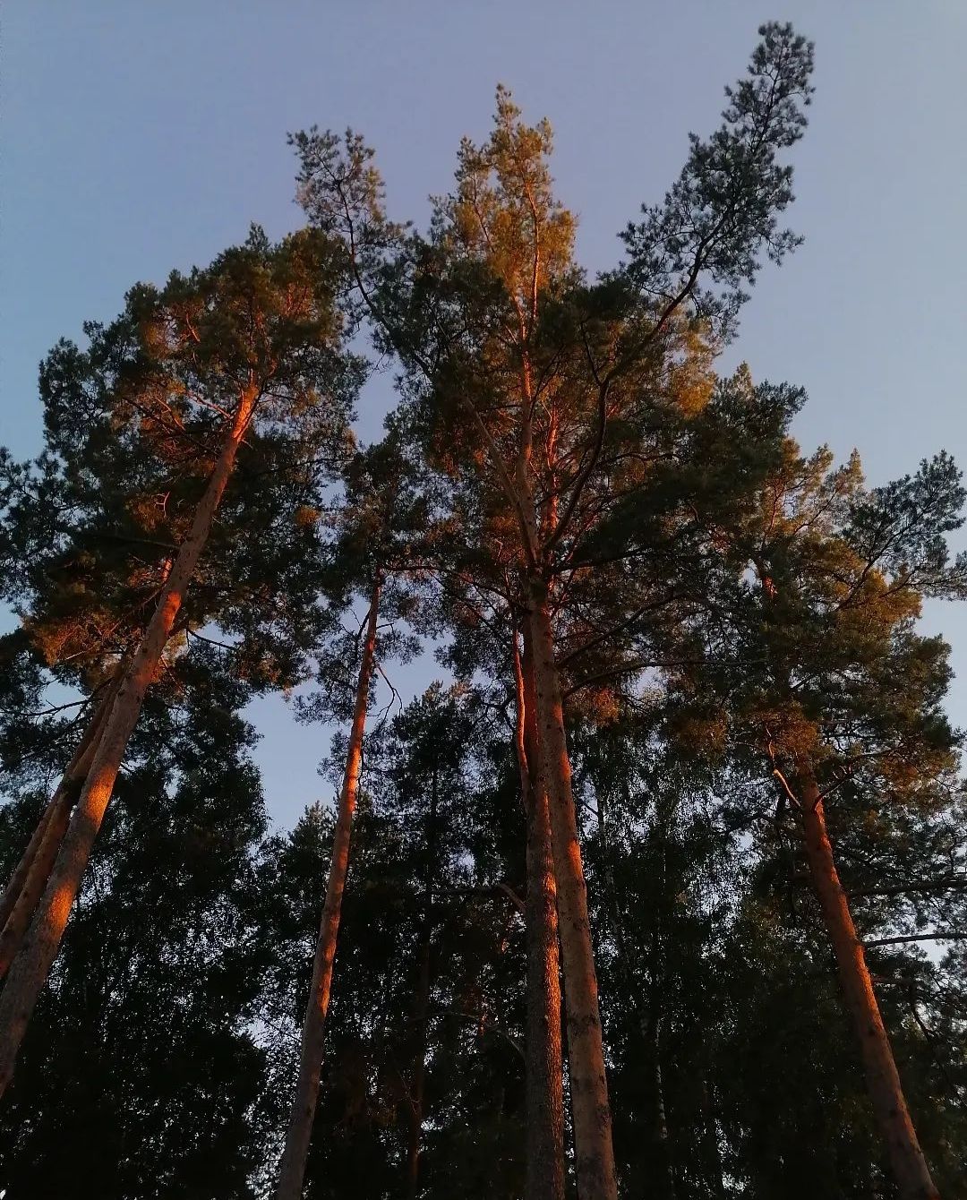 Деревья в лучах уходящего солнца.