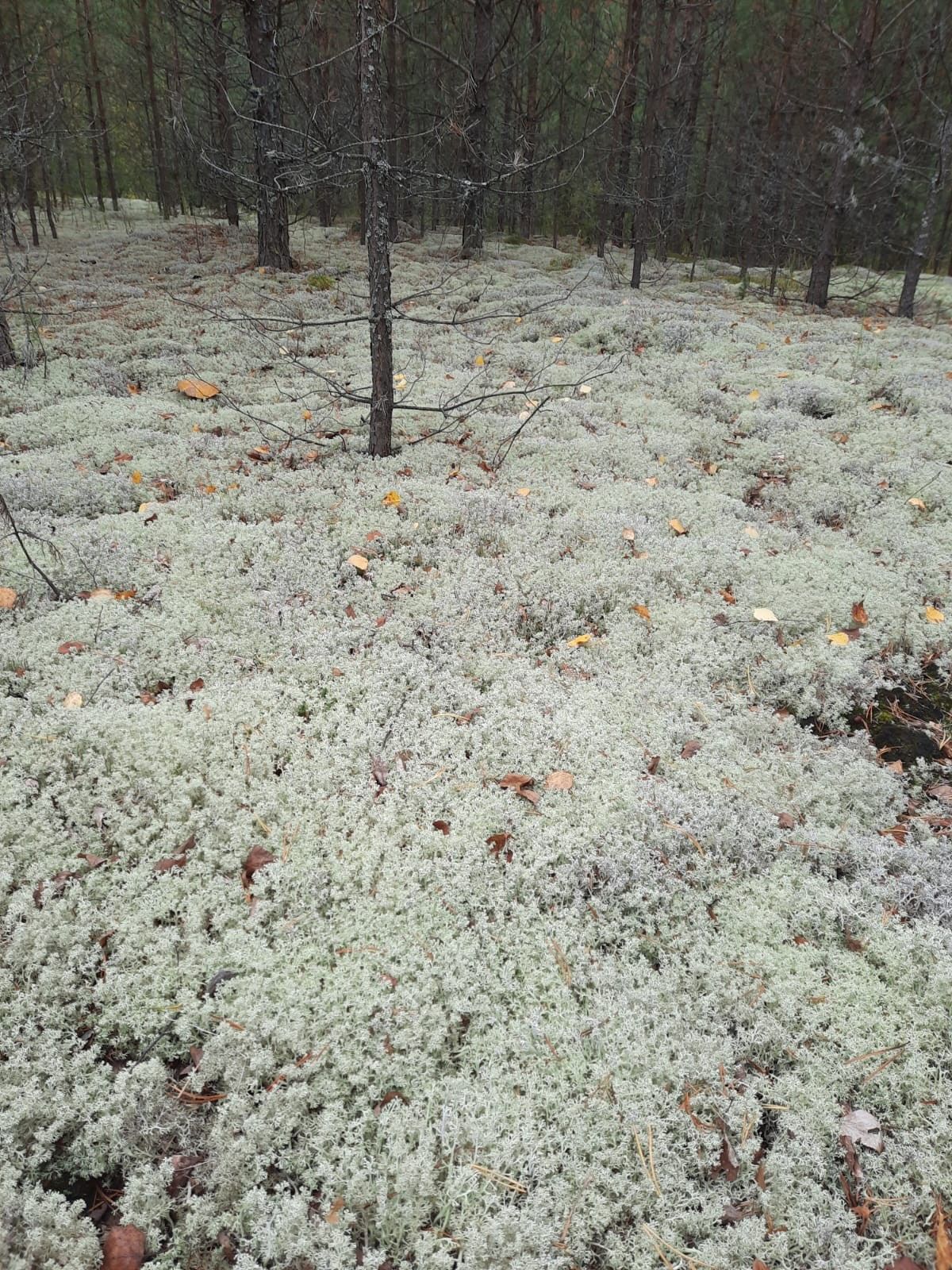 Моё любимое и до боли родное Сокольское